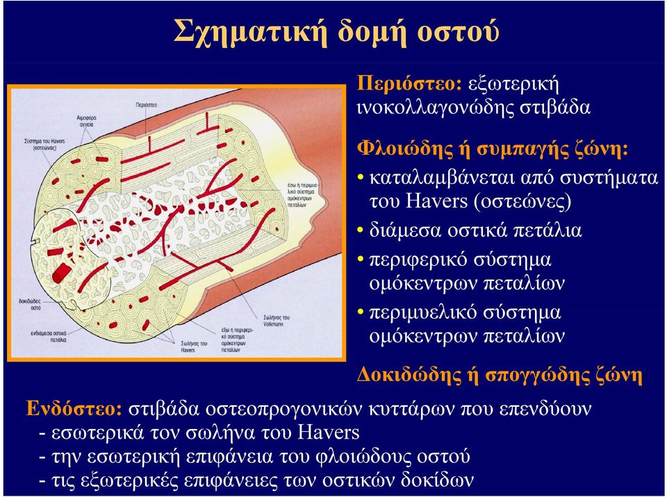 σύστημα ομόκεντρων πεταλίων Δοκιδώδης ή σπογγώδης ζώνη Ενδόστεο: στιβάδα οστεοπρογονικών κυττάρων που επενδύουν -