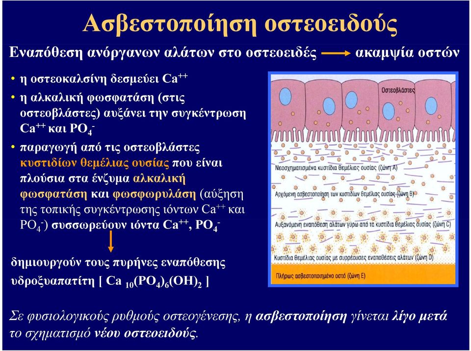 αλκαλική λ φωσφατάση και φωσφωρυλάση (αύξηση της τοπικής συγκέντρωσης ιόντων Ca ++ και PO 4- ) συσσωρεύουν ιόντα Ca ++, PO - 4 δημιουργούν τους