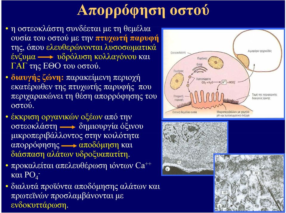 διαυγής ζώνη: παρακείμενη περιοχή εκατέρωθεν της πτυχωτής παρυφής που περιχαρακώνει τη θέση απορρόφησης του οστού.