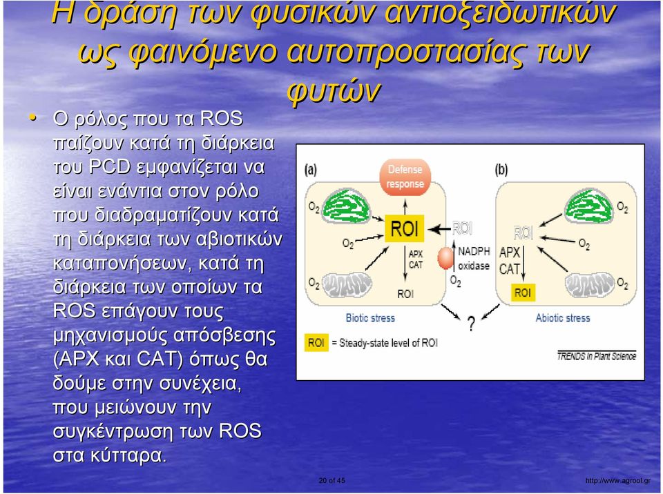 καταπονήσεων, κατά τη διάρκεια των οποίων τα ROS επάγουν τους μηχανισμούς απόσβεσης (APX και CAT) όπως θα