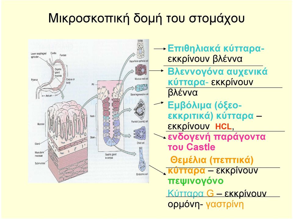 (όξεοεκκριτικά) κύτταρα εκκρίνουν HCL, ενδογενή παράγοντα του Castle