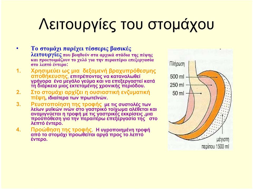 Στο στομάχι αρχίζει η ουσιαστική ενζυματική πέψη, ιδιαίτερα των πρωτεϊνών. 3.