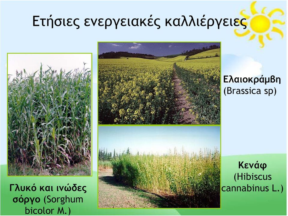 και ινώδες σόργο (Sorghum bicolor