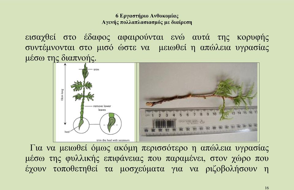 Για να μειωθεί όμως ακόμη περισσότερο η απώλεια υγρασίας μέσω της φυλλικής