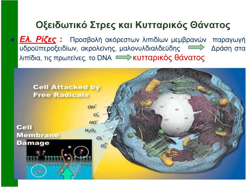 υδροϋπεροξειδίων, ακρολεϊνης, µαλονυλδιαλδεϋδης