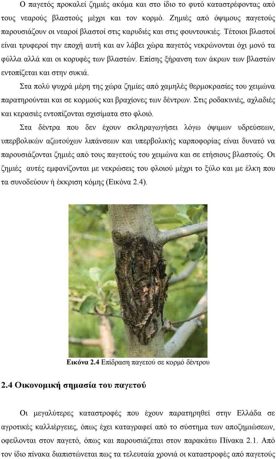 Τέτοιοι βλαστοί είναι τρυφεροί την εποχή αυτή και αν λάβει χώρα παγετός νεκρώνονται όχι μονό τα φύλλα αλλά και οι κορυφές των βλαστών. Επίσης ξήρανση των άκρων των βλαστών εντοπίζεται και στην συκιά.