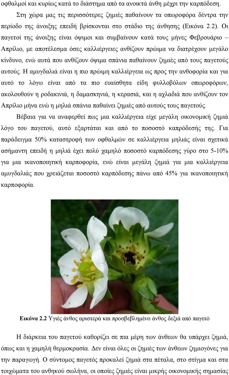 Οι παγετοί της άνοιξης είναι όψιμοι και συμβαίνουν κατά τους μήνες Φεβρουάριο Απρίλιο, με αποτέλεσμα όσες καλλιέργειες ανθίζουν πρώιμα να διατρέχουν μεγάλο κίνδυνο, ενώ αυτά που ανθίζουν όψιμα σπάνια