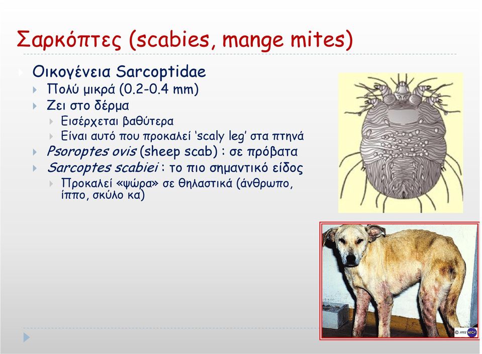 στα πτηνά Psoroptes ovis (sheep scab) : σε πρόβατα Sarcoptes scabiei : το