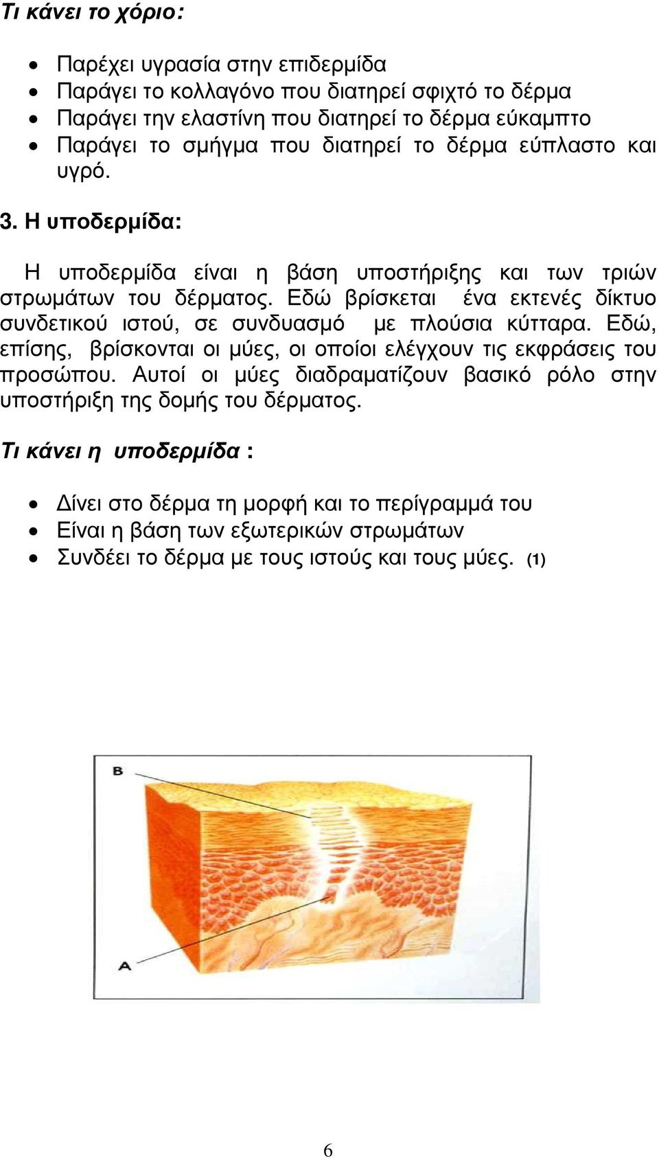 Εδώ βρίσκεται ένα εκτενές δίκτυο συνδετικού ιστού, σε συνδυασµό µε πλούσια κύτταρα. Εδώ, επίσης, βρίσκονται οι µύες, οι οποίοι ελέγχουν τις εκφράσεις του προσώπου.