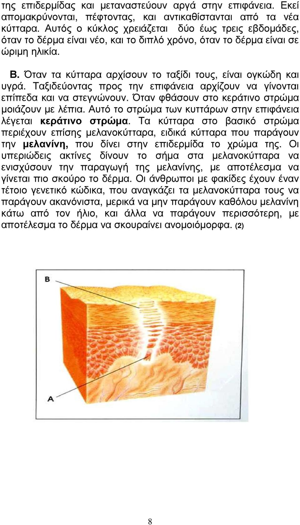 Ταξιδεύοντας προς την επιφάνεια αρχίζουν να γίνονται επίπεδα και να στεγνώνουν. Όταν φθάσουν στο κεράτινο στρώµα µοιάζουν µε λέπια. Αυτό το στρώµα των κυττάρων στην επιφάνεια λέγεται κεράτινο στρώµα.