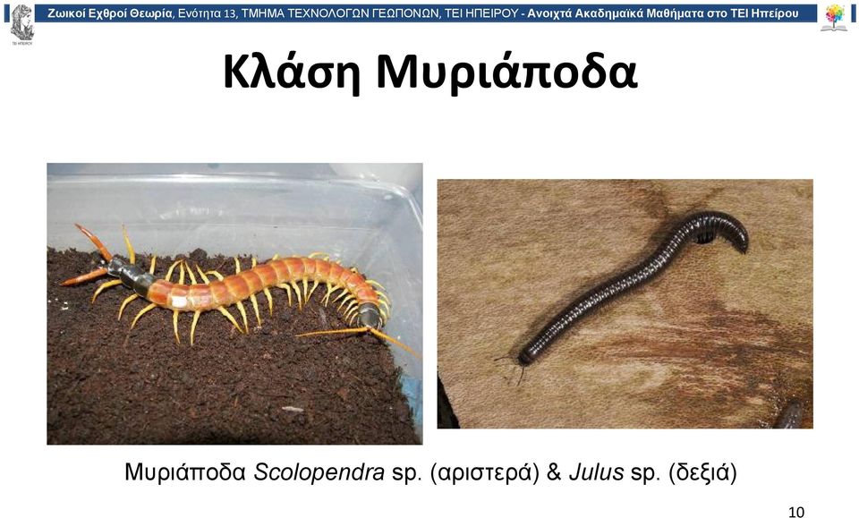 Scolopendra sp.