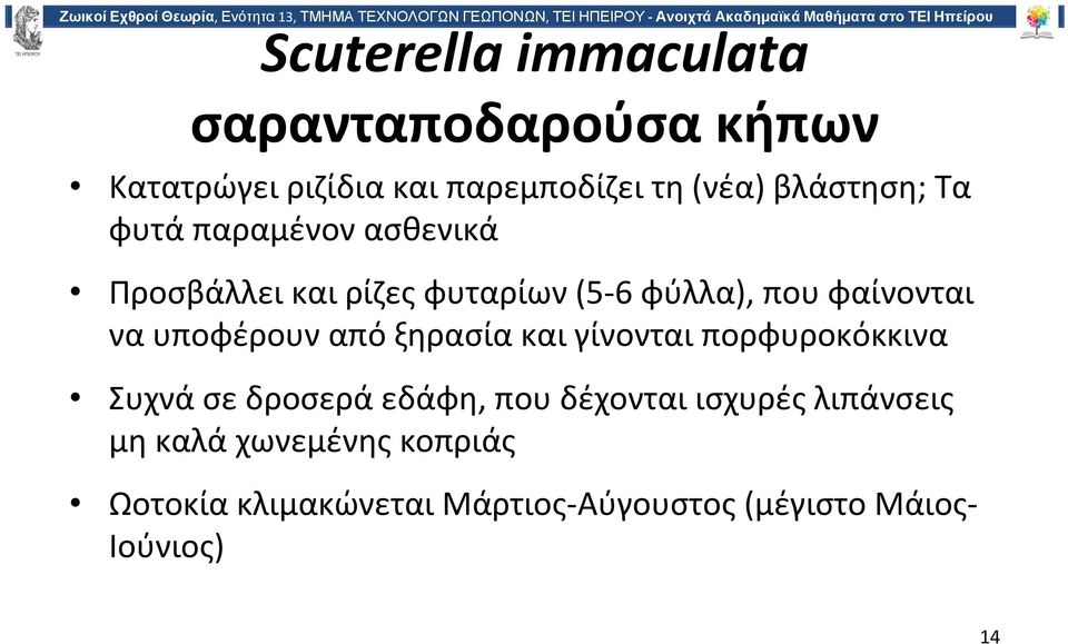 να υποφέρουν από ξηρασία και γίνονται πορφυροκόκκινα Συχνά σε δροσερά εδάφη, που δέχονται