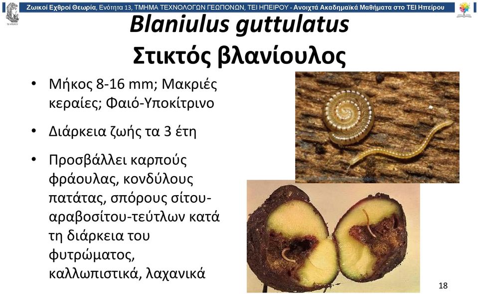 Προσβάλλει καρπούς φράουλας, κονδύλους πατάτας, σπόρους