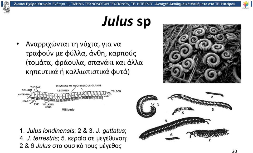 καλλωπιστικά φυτά) 1. Julus londinensis; 2 & 3. J. guttatus; 4.