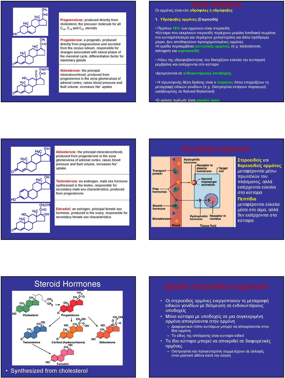 Aldosterone: the principal mineralocorticoid, produced from progesterone in the zona glomerulosa of adrenal cortex, raises blood pressure and fluid volume, increases Na + uptake 1.