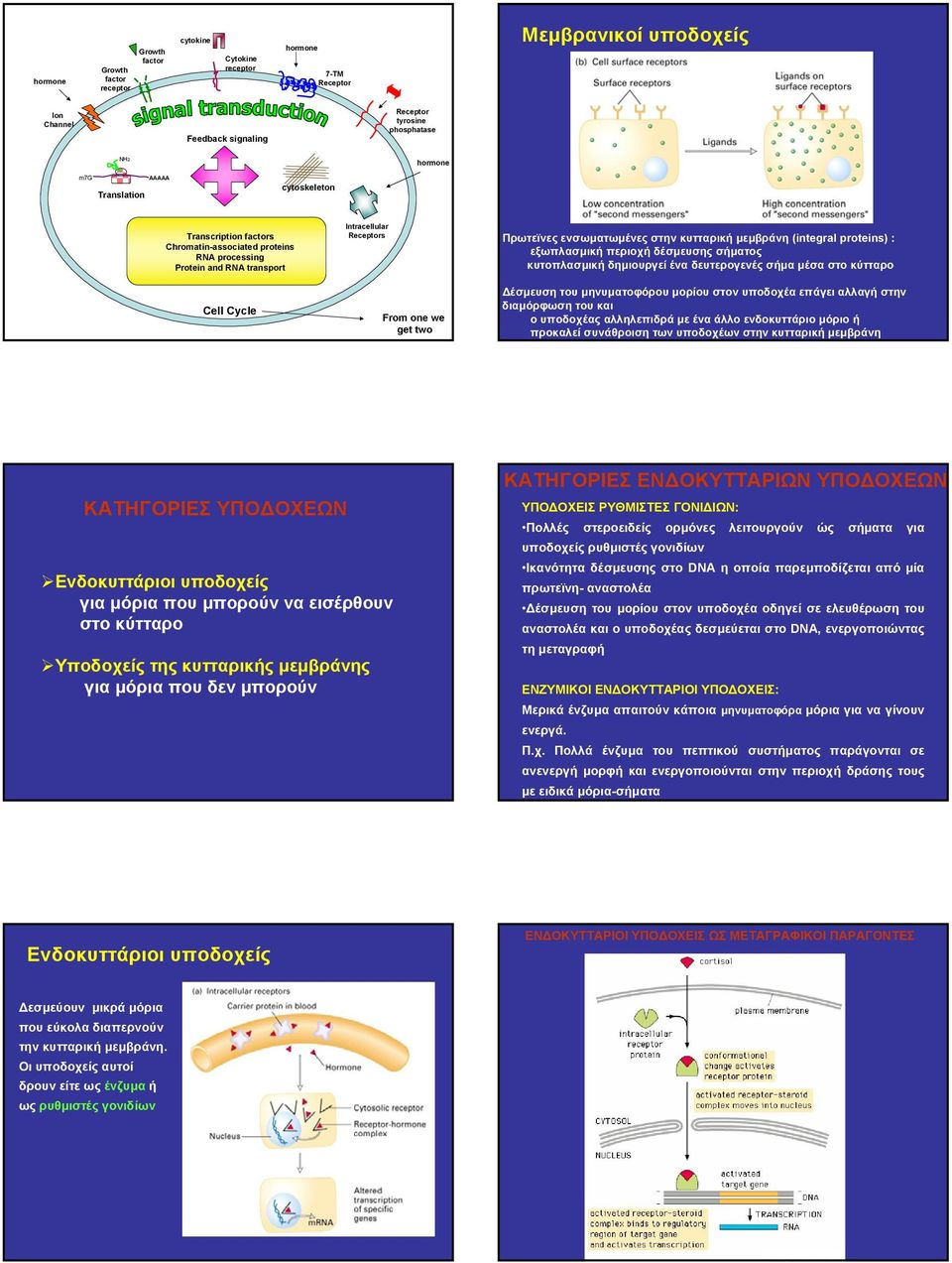 ενσωµατωµένες στην κυτταρική µεµβράνη (integral proteins) : εξωπλασµική περιοχή δέσµευσης σήµατος κυτοπλασµική δηµιουργεί ένα δευτερογενές σήµα µέσα στο κύτταρο έσµευση του µηνυµατοφόρου µορίου στον