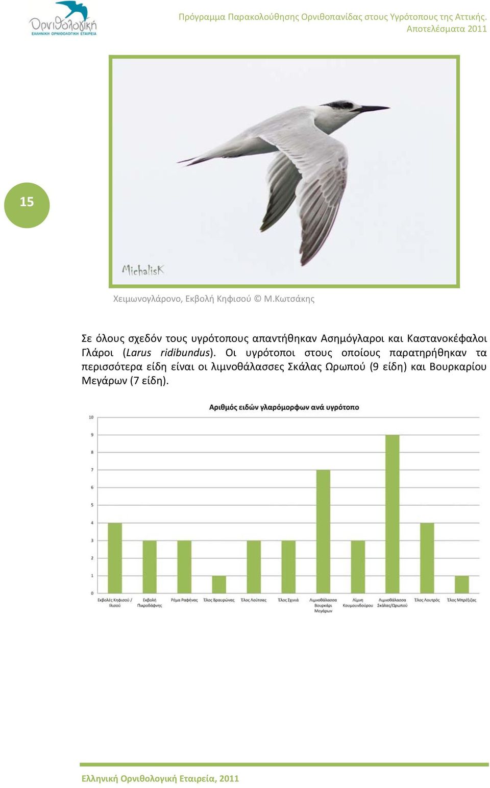 Καστανοκέφαλοι Γλάροι (Larus ridibundus).