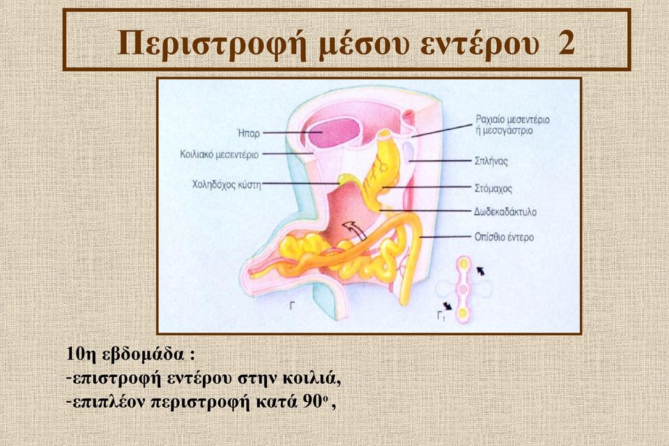 -επιστροφή εντέρου στην