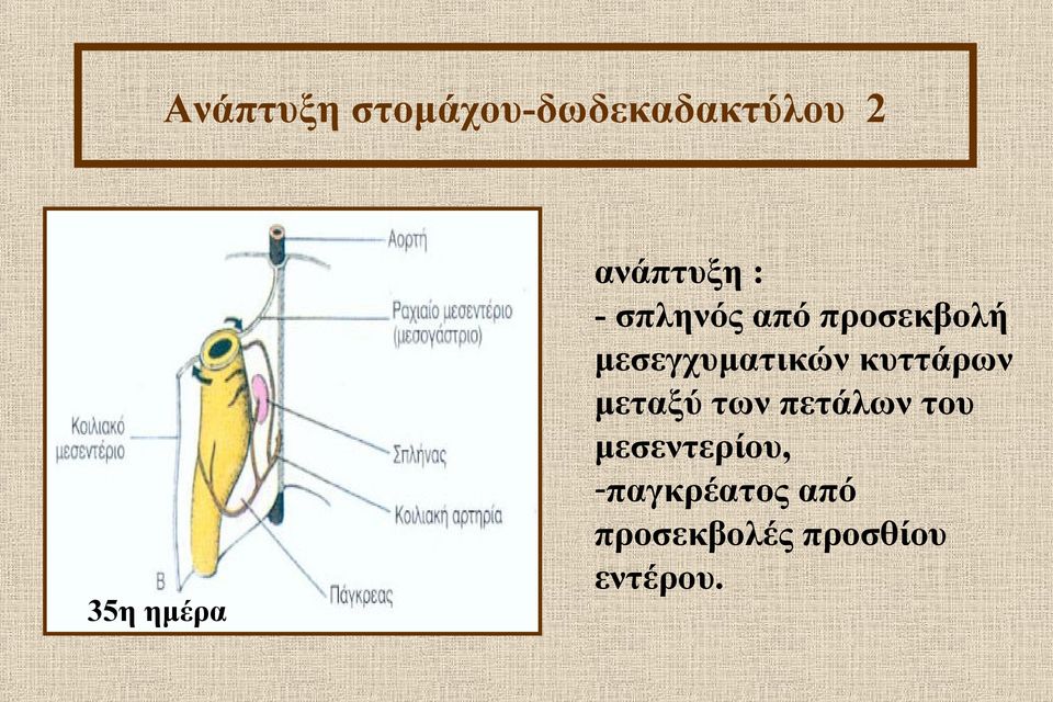 μεσεγχυματικών κυττάρων μεταξύ των πετάλων του