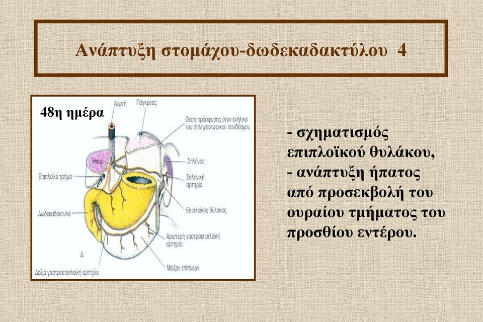 θυλάκου, - ανάπτυξη ήπατος από