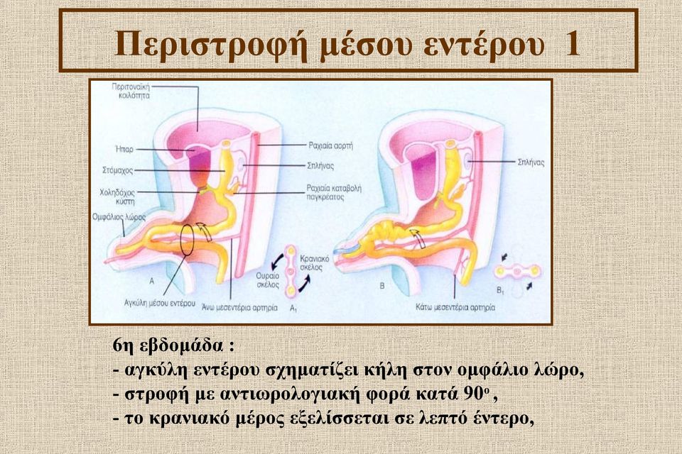 λώρο, - στροφή με αντιωρολογιακή φορά κατά