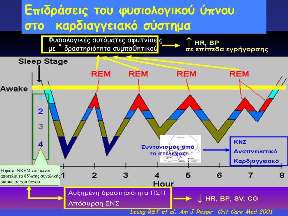 συµπαθητικού Η φάση NREM του ύπνου αποτελεί το 85%της