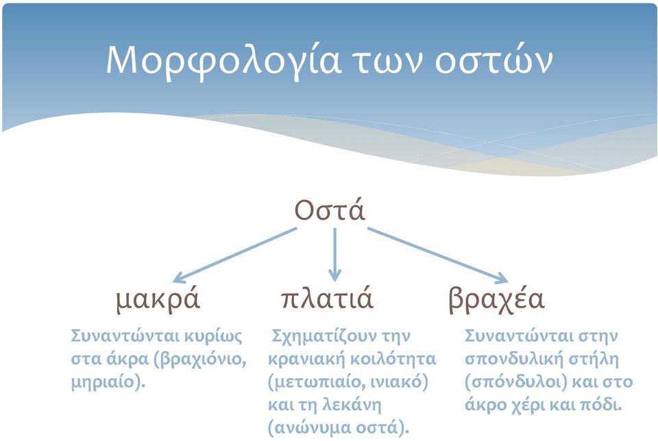 ) Σχηματίζουν την κρανιακή κοιλότητα (μετωπιαίο, ί ινιακό) και