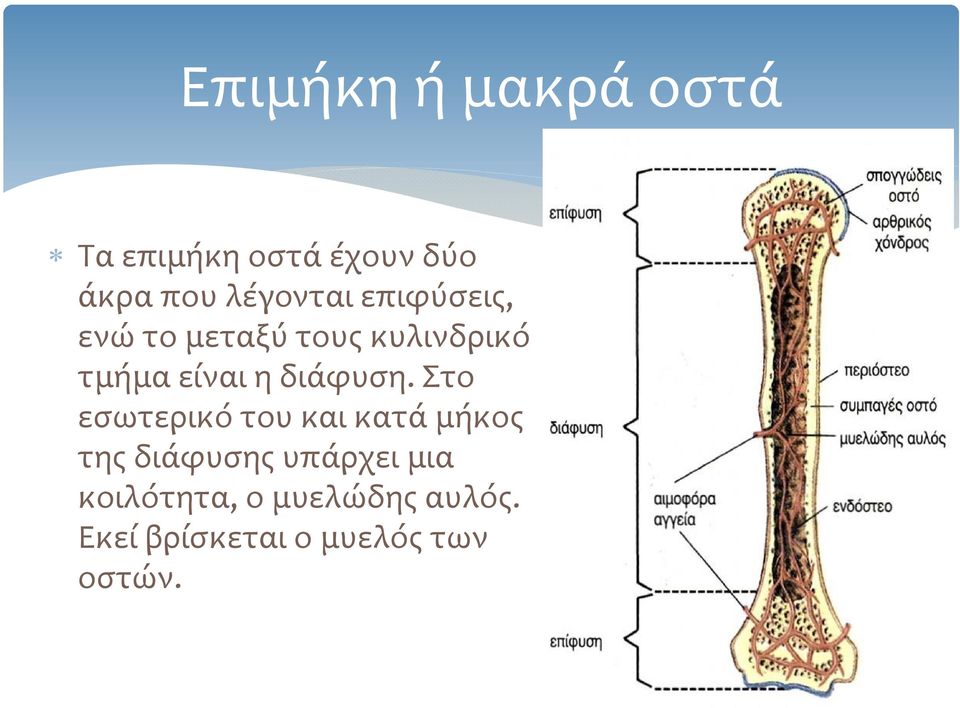 η διάφυση.