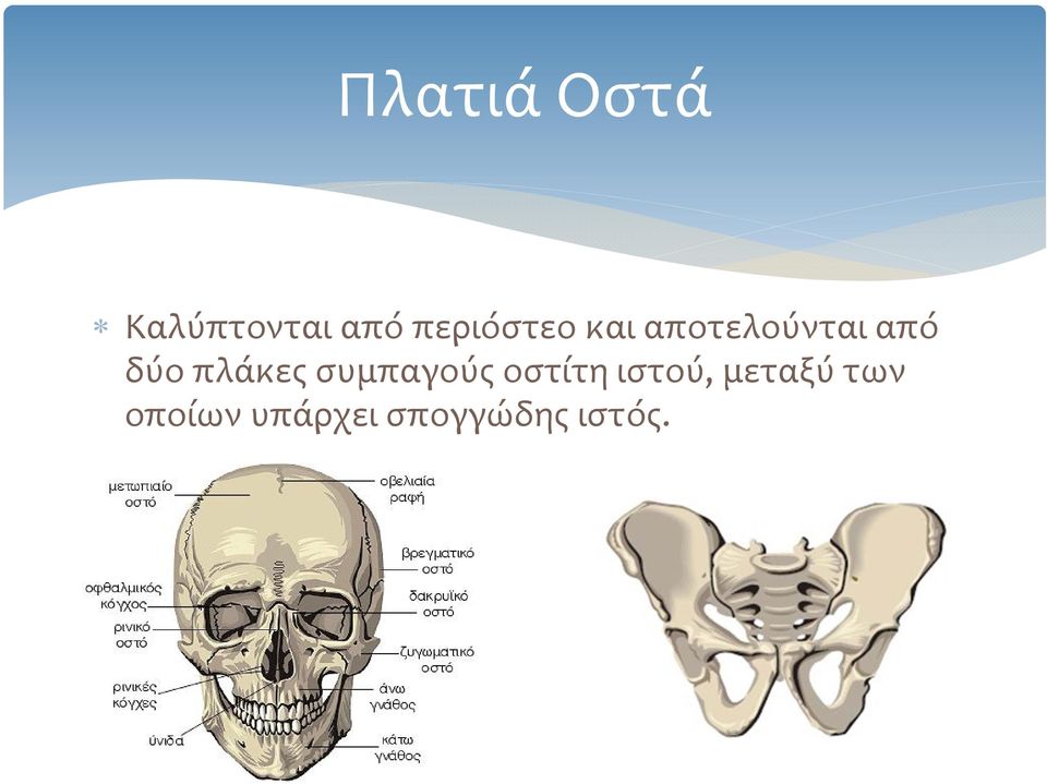 δύο πλάκες συμπαγούς οστίτη