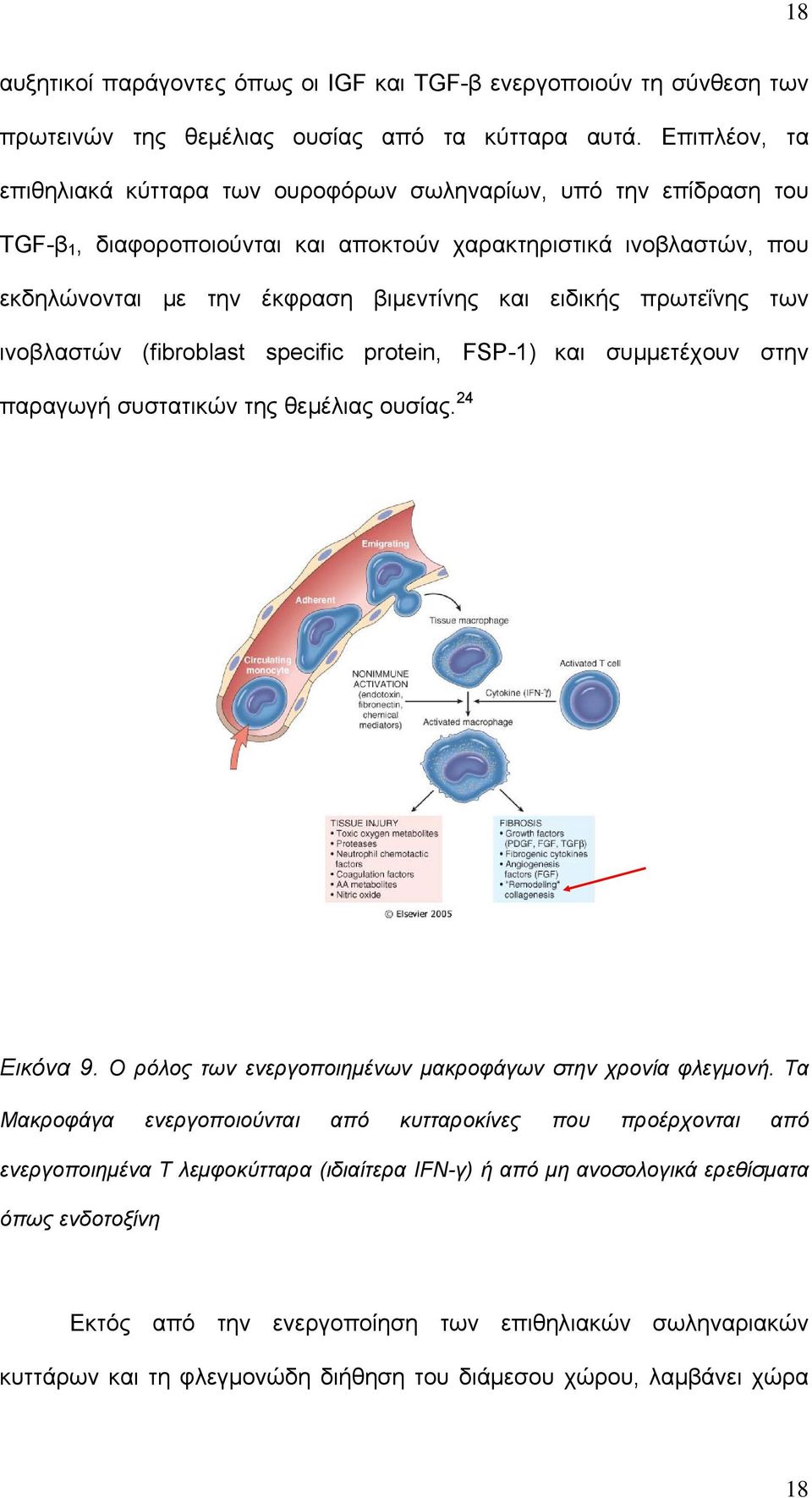 πρωτεΐνης των ινοβλαστών (fibroblast specific protein, FSP-1) και συμμετέχουν στην παραγωγή συστατικών της θεμέλιας ουσίας. 24 Εικόνα 9. Ο ρόλος των ενεργοποιημένων μακροφάγων στην χρονία φλεγμονή.