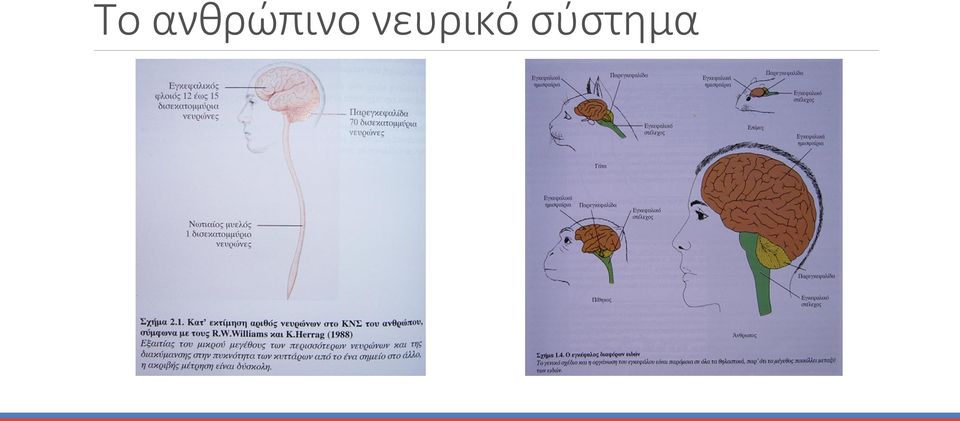 νευρικό