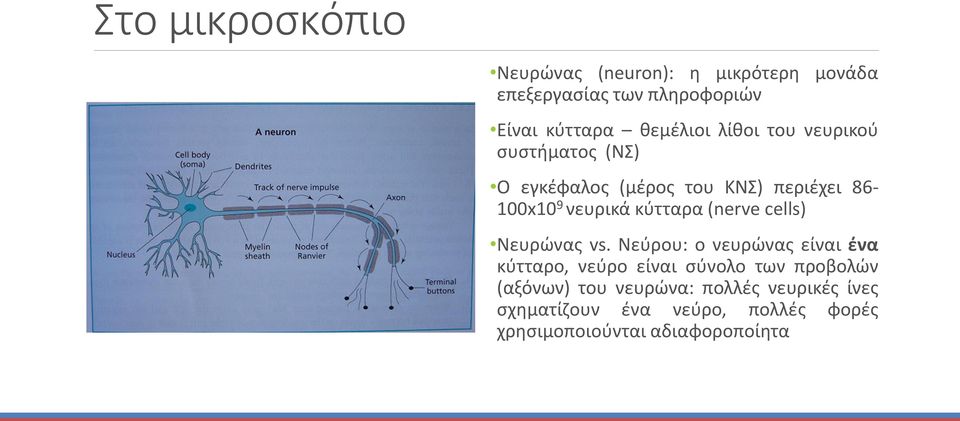 κύτταρα (nerve cells) Νευρώνας vs.