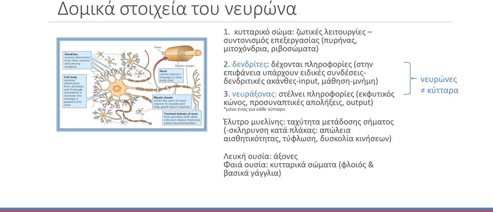 νευράξονας: στέλνει πληροφορίες (εκφυτικός κώνος, προσυναπτικές απολήξεις, output) *μόνο ένας για κάθε κύτταρο Έλυτρο μυελίνης: ταχύτητα