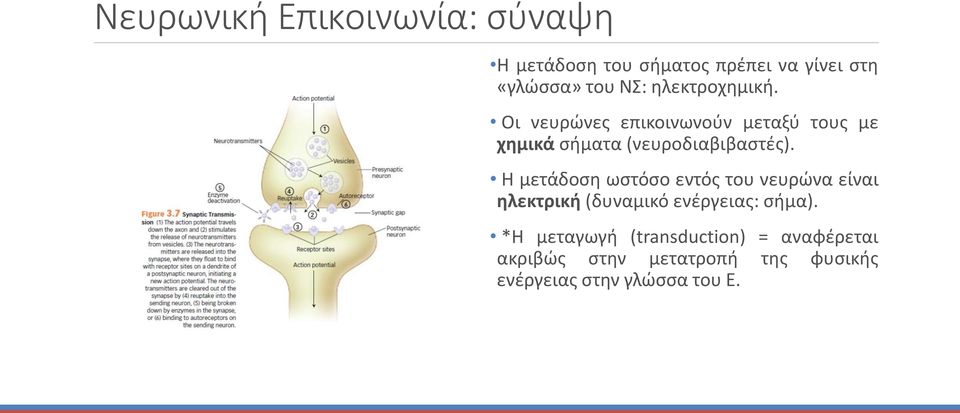 Η μετάδοση ωστόσο εντός του νευρώνα είναι ηλεκτρική (δυναμικό ενέργειας: σήμα).