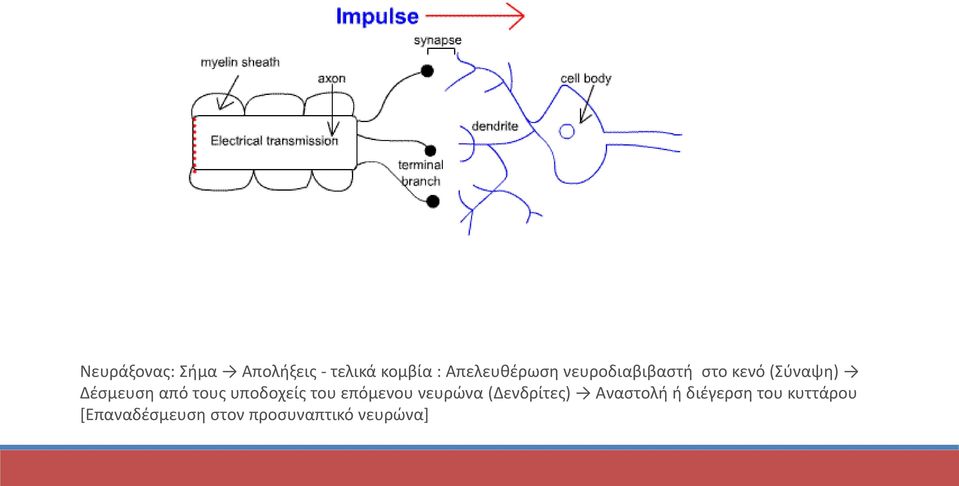 από τους υποδοχείς του επόμενου νευρώνα (Δενδρίτες)