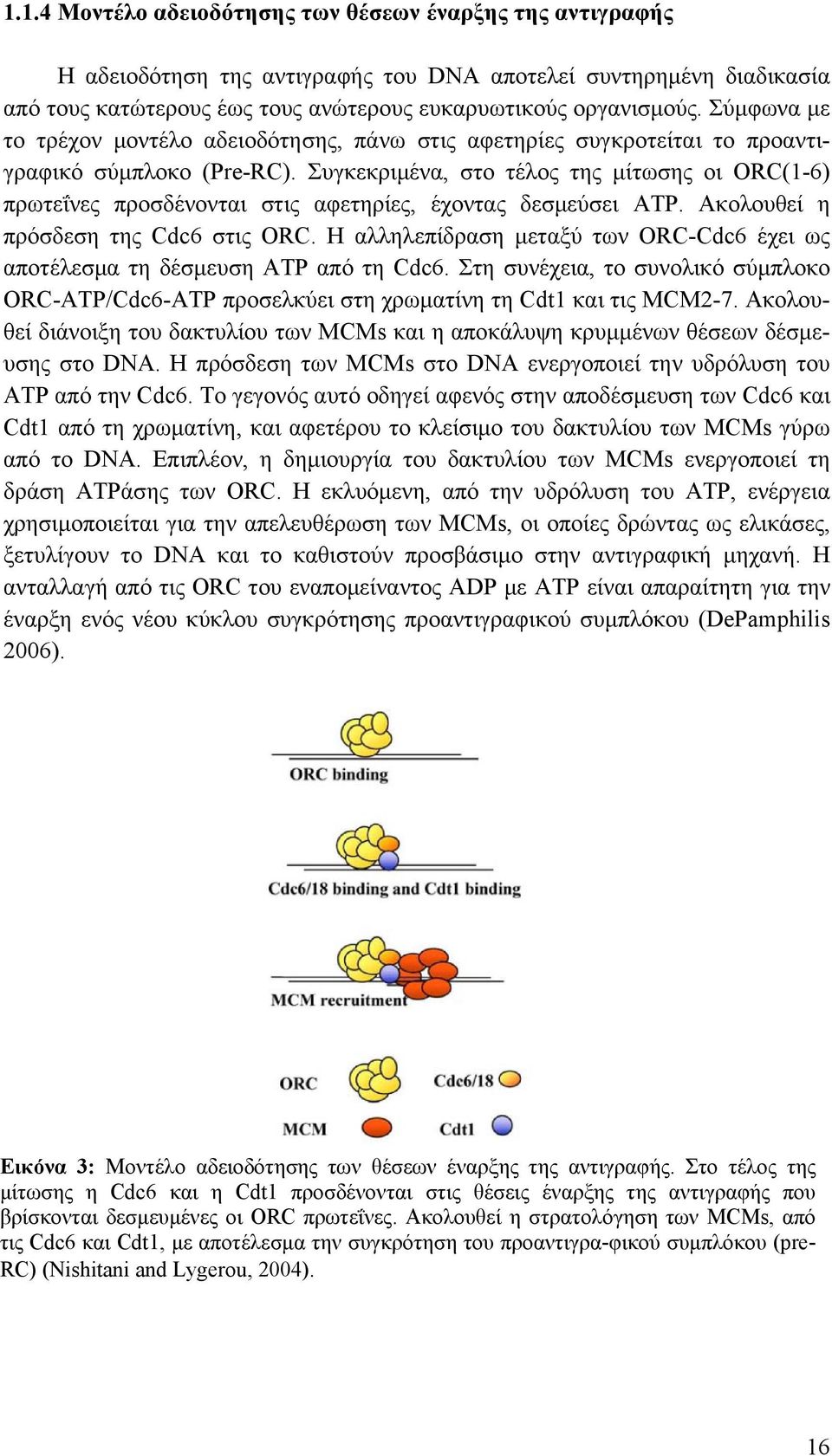 Συγκεκριμένα, στο τέλος της μίτωσης οι ORC(1-6) πρωτεΐνες προσδένονται στις αφετηρίες, έχοντας δεσμεύσει ATP. Ακολουθεί η πρόσδεση της Cdc6 στις ORC.