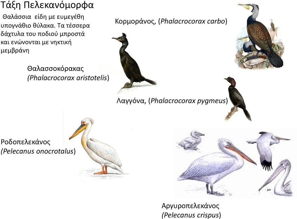 Κορμοράνος, (Phalacrocorax carbo) Θαλασσοκόρακας (Phalacrocorax aristotelis)
