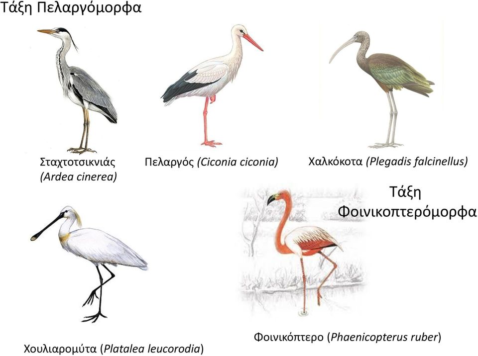 falcinellus) Τάξη Φοινικοπτερόμορφα Χουλιαρομύτα