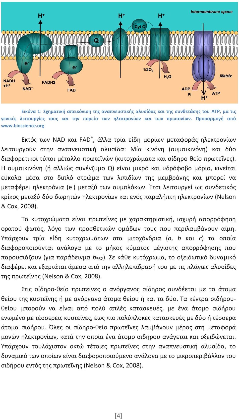 σίδηρο-θείο πρωτεΐνες).