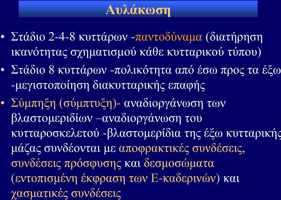 των βλαστομεριδίων αναδιοργάνωση του κυτταροσκελετού -βλαστομερίδια της έξω κυτταρικής μάζας συνδέονται με