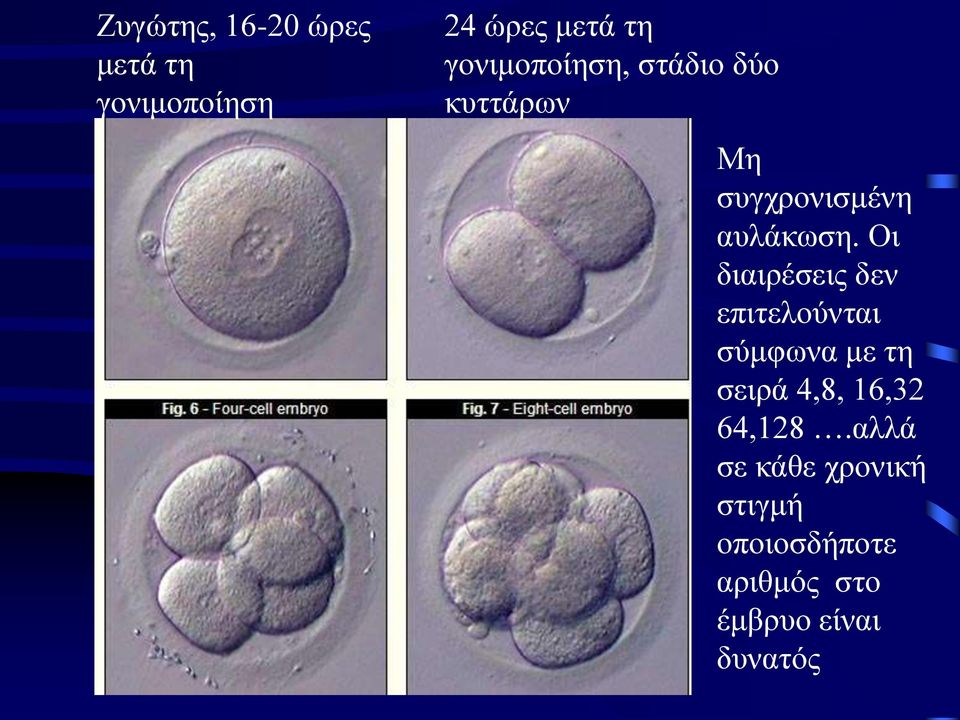 Οι διαιρέσεις δεν επιτελούνται σύμφωνα με τη σειρά 4,8, 16,32