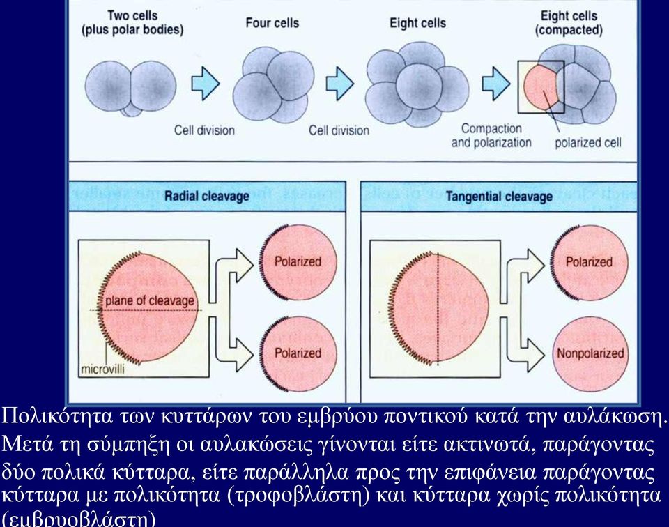 πολικά κύτταρα, είτε παράλληλα προς την επιφάνεια παράγοντας κύτταρα