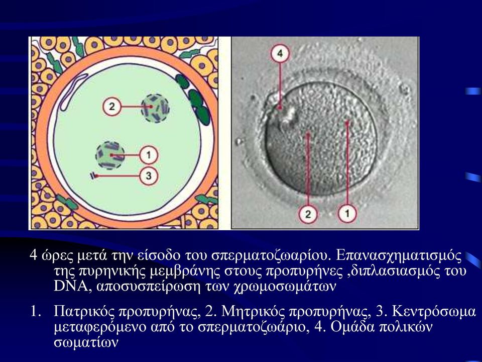 προπυρήνες,διπλασιασμός του DNA, αποσυσπείρωση των χρωμοσωμάτων 1.