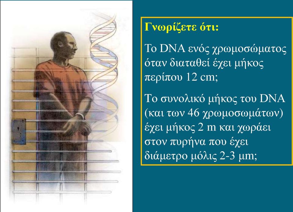 μήκος του DNA (και των 46 χρωμοσωμάτων) έχει μήκος