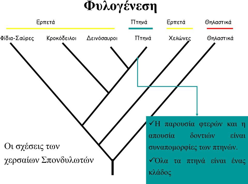 Σπονδυλωτών Αμφίβια Η παρουσία φτερών και η απουσία δοντιών