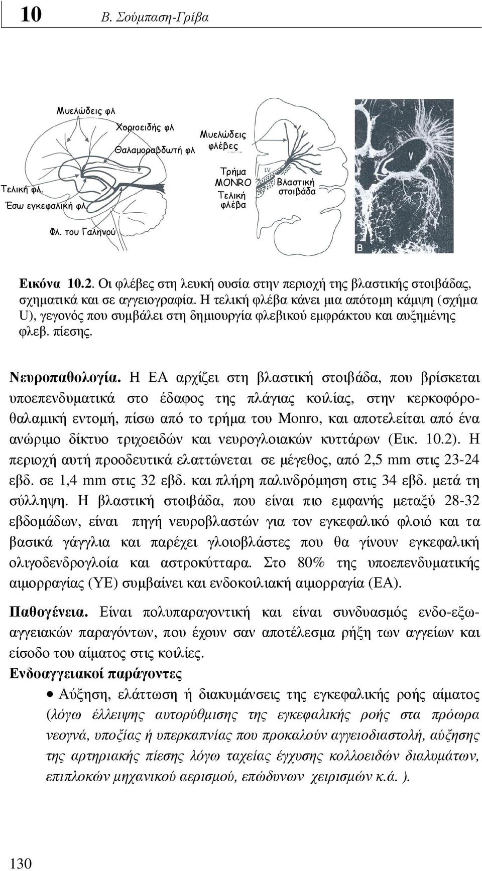 Η τελική φλέβα κάνει µια απότοµη κάµψη (σχήµα U), γεγονός που συµβάλει στη δηµιουργία φλεβικού εµφράκτου και αυξηµένης φλεβ. πίεσης. (JJ Volpe Neurology of the newborn 2001) Νευροπαθολογία.