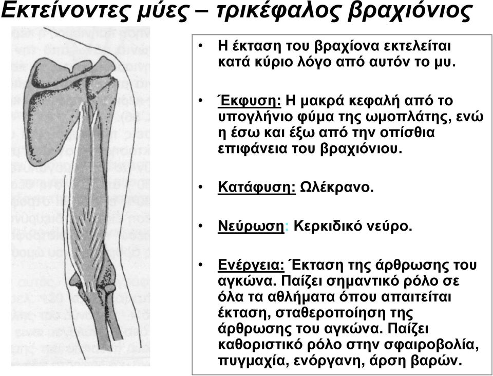 Κατάφυση: Ωλέκρανο. Νεύρωση: Κερκιδικό νεύρο. Ενέργεια: Έκταση της άρθρωσης του αγκώνα.