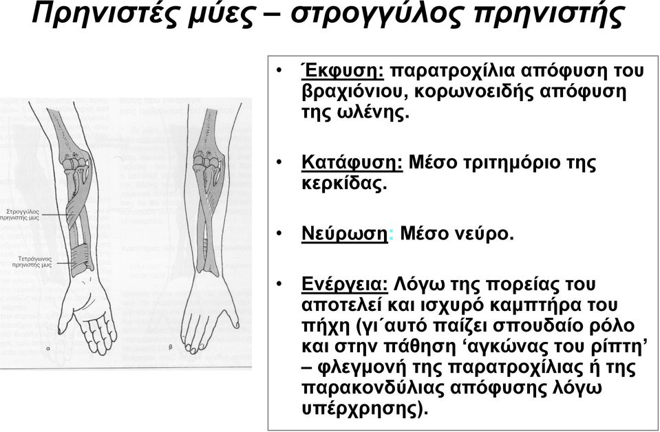 Ενέργεια: Λόγω της πορείας του αποτελεί και ισχυρό καμπτήρα του πήχη (γι