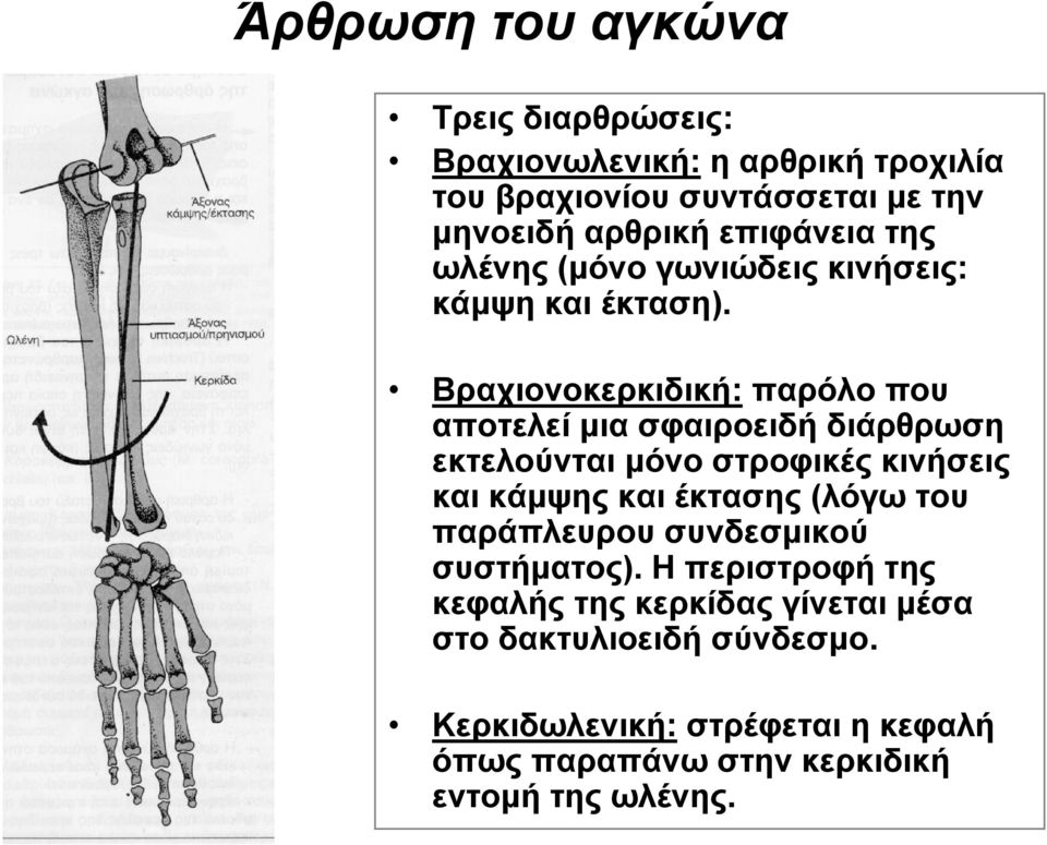 Βραχιονοκερκιδική: παρόλο που αποτελεί μια σφαιροειδή διάρθρωση εκτελούνται μόνο στροφικές κινήσεις και κάμψης και έκτασης (λόγω