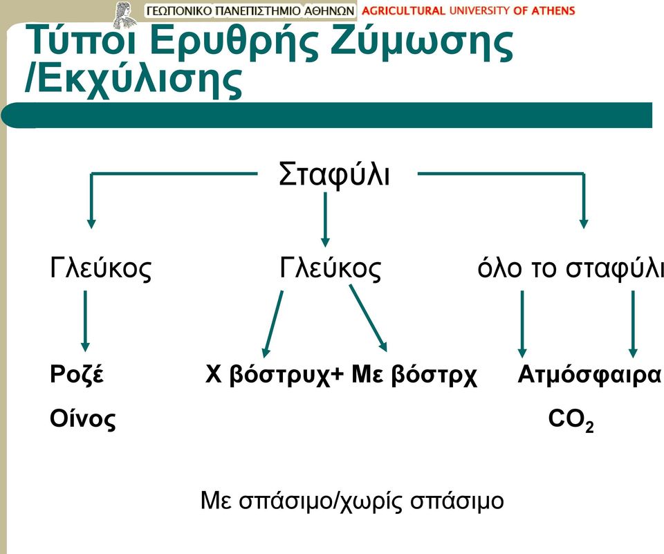 σταφύλι Ροζέ Χ βόστρυχ+ Με βόστρχ